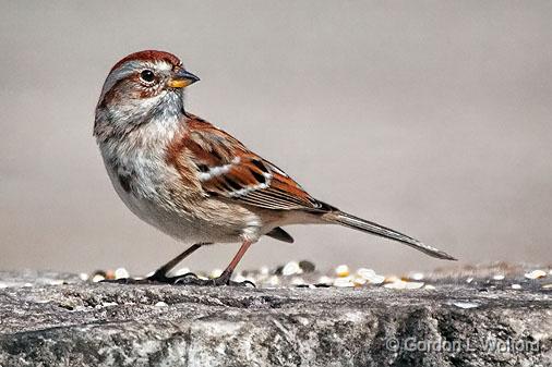 American Tree Sparrow_26278.jpg - American Tree Sparrow (Spizella arborea) photographed at Ottawa, Ontario, Canada.